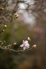 Flower of the Magnolia grandiflora, the Southern magnolia or bull bay, tree of the family Magnoliaceae. Spring background. Loebner Magnolia. Pink magnolia flowers bloom in garden close up. 