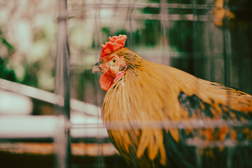 fighting chickens at the chicken farm, they are prepared for bloody battles for hundreds of...