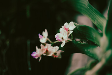 Rhynchostylis gigantea has large leaves, curved inflorescences about 20 cm long, Rhynchostylis gigantea about 3 cm wide, fragrant and sometimes lasts for a month, and blooms in the spring, 