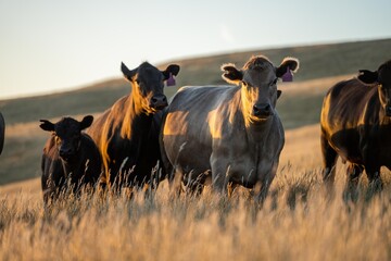 stud cattle, herd of fat cows and calves in a field on a regenerative agriculture farm. tall dry grass in summer in australia - obrazy, fototapety, plakaty