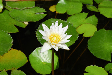 White lotus in the tub.