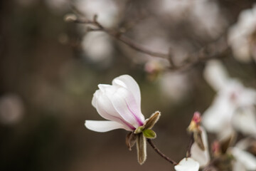 Flower of the Magnolia grandiflora, the Southern magnolia or bull bay, tree of the family...