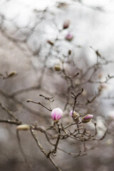 Flower of the Magnolia grandiflora, the Southern magnolia or bull bay, tree of the family...