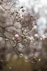Flower of the Magnolia grandiflora, the Southern magnolia or bull bay, tree of the family Magnoliaceae. Spring background. Loebner Magnolia. Pink magnolia flowers bloom in garden close up. 