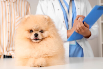 Cute Pomeranian dog on white table in vet clinic