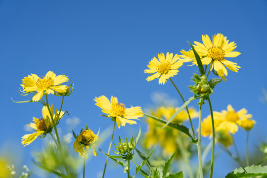 Verbesina encelioides is a flowering plant in the family Asteraceae. golden crownbeard, cowpen daisy, gold weed, wild sunflower, butter daisy, crown-beard, American dogweed. Makena Rd Wailea-Makena 

