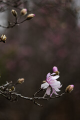 Flower of the Magnolia grandiflora, the Southern magnolia or bull bay, tree of the family Magnoliaceae. Spring background. Loebner Magnolia. Pink magnolia flowers bloom in garden close up. 