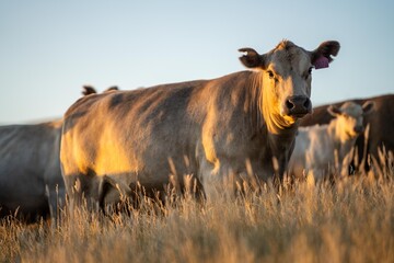 fat Beef cows and calfs grazing on grass in south west victoria, Australia. in summer grazing on dry tall pasture. breeds include angus and murray grey livestock