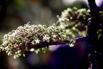 Wrightia religiosa is White flowers, growing in cymes at the tips of the branches, The flower Wrightia religiosa  has 5 petals and at first glance resembles an apricot flower,
