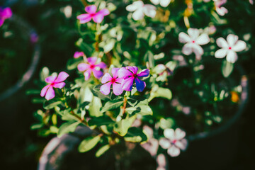 Catharanthus roseus, commonly known as bright eyes, Cape periwinkle, graveyard plant, Madagascar periwinkle, old maid, pink periwinkle, is a species of flowering plant in the family Apocynaceae