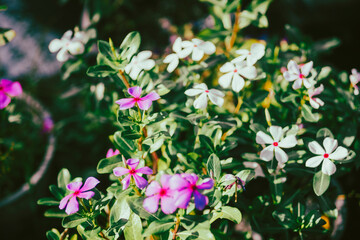 Catharanthus roseus, commonly known as bright eyes, Cape periwinkle, graveyard plant, Madagascar...