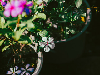 Catharanthus roseus, commonly known as bright eyes, Cape periwinkle, graveyard plant, Madagascar...