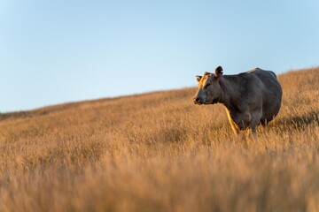 stud cattle, herd of fat cows and calves in a field on a regenerative agriculture farm. tall dry...