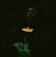 The beautiful of Sulfur Cosmos or Yellow Cosmos and green leaf is background, Cosmos sulphureus is...