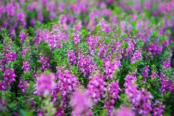 originates from France and is one of the most loved flowers worldwide.Lavender has become a symbol of serenity, sophistication and romance.Lavender has slender and thin leaves, 