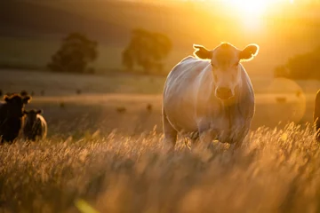 Fotobehang Portrait of Cows in a field grazing. Regenerative agriculture farm storing co2 in the soil with carbon sequestration. tall long pasture in a paddock on a farm in australia in a drought © Phoebe