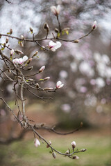 Flower of the Magnolia grandiflora, the Southern magnolia or bull bay, tree of the family Magnoliaceae. Spring background. Loebner Magnolia. Pink magnolia flowers bloom in garden close up. 