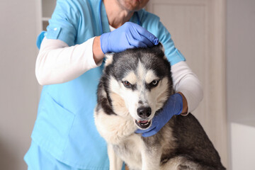 Male veterinarian examining cute husky dog in clinic, closeup