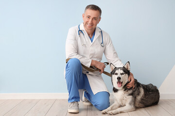 Male veterinarian with cute husky dog near blue wall