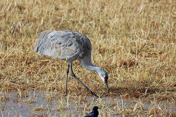Sandhill Crane - Bosque del Apache National Wildlife Refuge, New Mexico