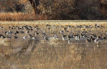Obraz na płótnie Canvas Ducks on wetland - Bosque del Apache National Wildlife refuge, New Mexico