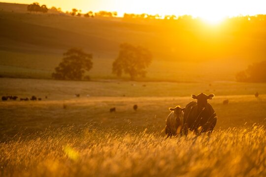 fat Beef cows and calfs grazing on grass in south west victoria, Australia. in summer grazing on dry tall pasture. breeds include angus and murray grey livestock