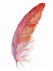 Watercolor hand painting, one feather, white background.