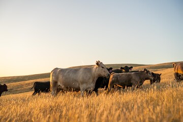 Portrait of Cows in a field grazing. Regenerative agriculture farm storing co2 in the soil with carbon sequestration. tall long pasture in a paddock on a farm in australia in a drought - obrazy, fototapety, plakaty