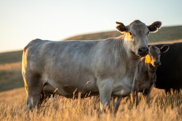 cow in a field at sunset on a summer in a dry drought in summer in australia on at agricultural farm