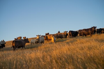 Fat Beef cows grazing on native grasses in a field on a farm practicing regenerative agriculture in Australia. Hereford cattle on pasture. livestock Cows in a field at sunset with golden light.