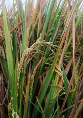 Obraz premium close up of rice plants ready to harvest