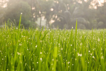 Rice plants and dew droplets in the morning.