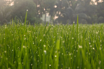 Rice plants and dew droplets in the morning.