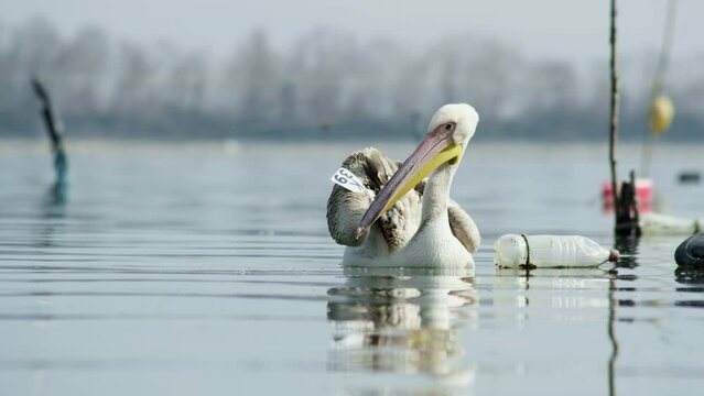 Young Great white pelican cleaning preening feathers lake Kerkini