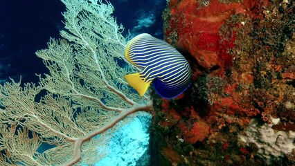 Emperor Angelfish on colorful coral reef in Mauritius Island