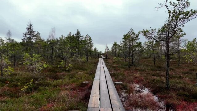 Wooden boardwalk winding through a swamp, with tall green trees and a cloudy sky in the background. Bogs and forests