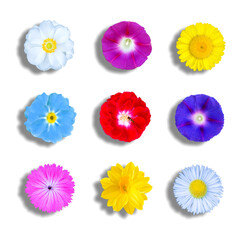 Flowers cropped with morning glory, mallow, daffodil, daisies etc.