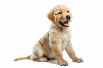 Adorable golden retriever puppy sitting isolated on white background with copy space, ideal for pet care and veterinary services