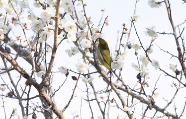 하얀 매화꽃에 앉아서 꽃술을 따 먹는 동박새 한 마리