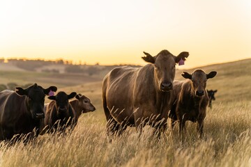 stud cattle, herd of fat cows and calves in a field on a regenerative agriculture farm. tall dry...