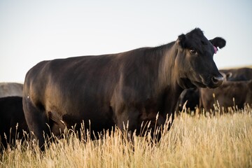 cows and calfs grazing on dry tall grass on a hill in summer in australia. beautiful fat herd of cattle on an agricultural farm in an australian in summer