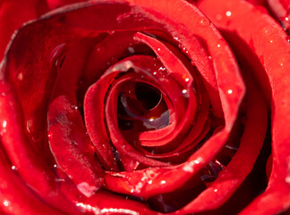 red rose petals as background.