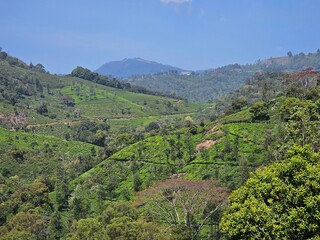 Fototapeta na wymiar Beautiful mountain valley in Coonoor, Tamil Nadu, India. 