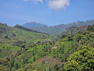 Fototapeta na wymiar view of the valley of the mountains in coonoor, Tamil Nadu, India. 