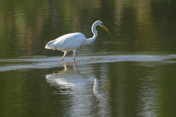 Fototapeta premium a fishing great egret in a pond