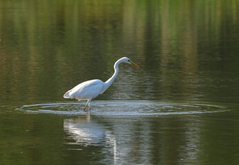 a hunting white great egret in a pond