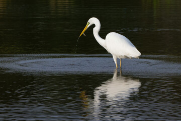 a white egret eats a fish