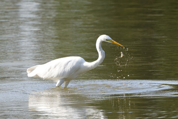 a white egret eats a fish