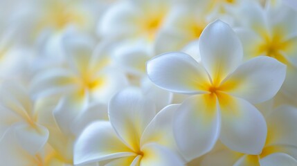 Obraz na płótnie Canvas Background pattern close up of tropical white and yellow frangipani flowers.