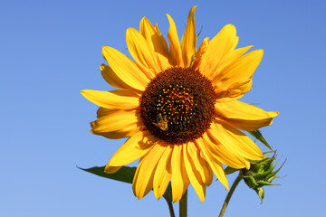 Naklejka premium honey bee on a sunflower